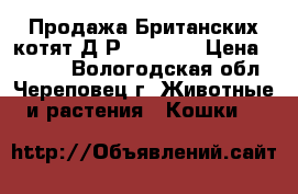 Продажа Британских котят Д/Р 5.04.18 › Цена ­ 1 000 - Вологодская обл., Череповец г. Животные и растения » Кошки   